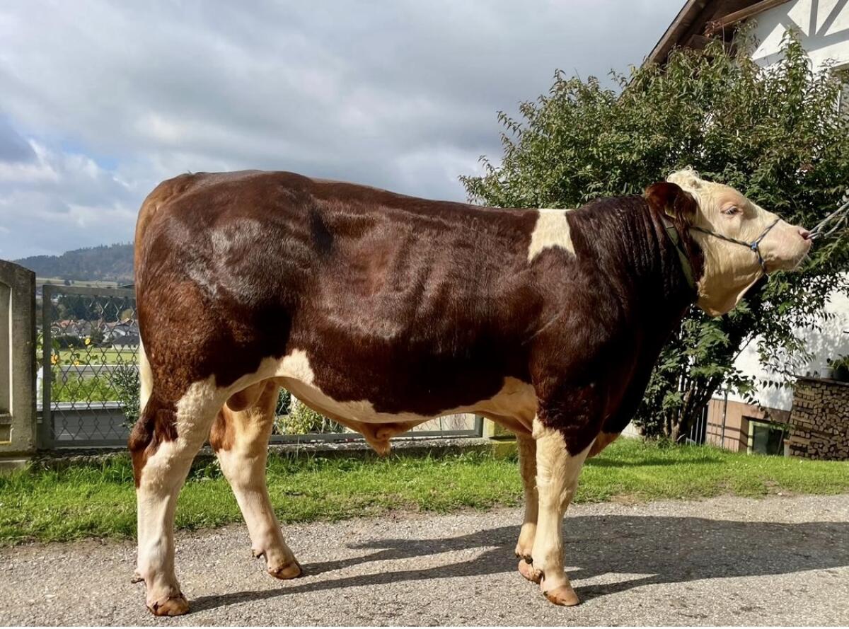 Hornlose Deckstiere zu verkaufen 1