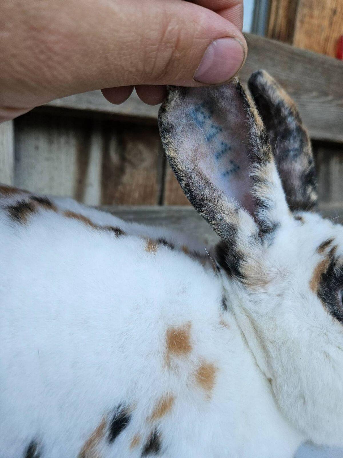 Rex Kaninchen Rammler 1