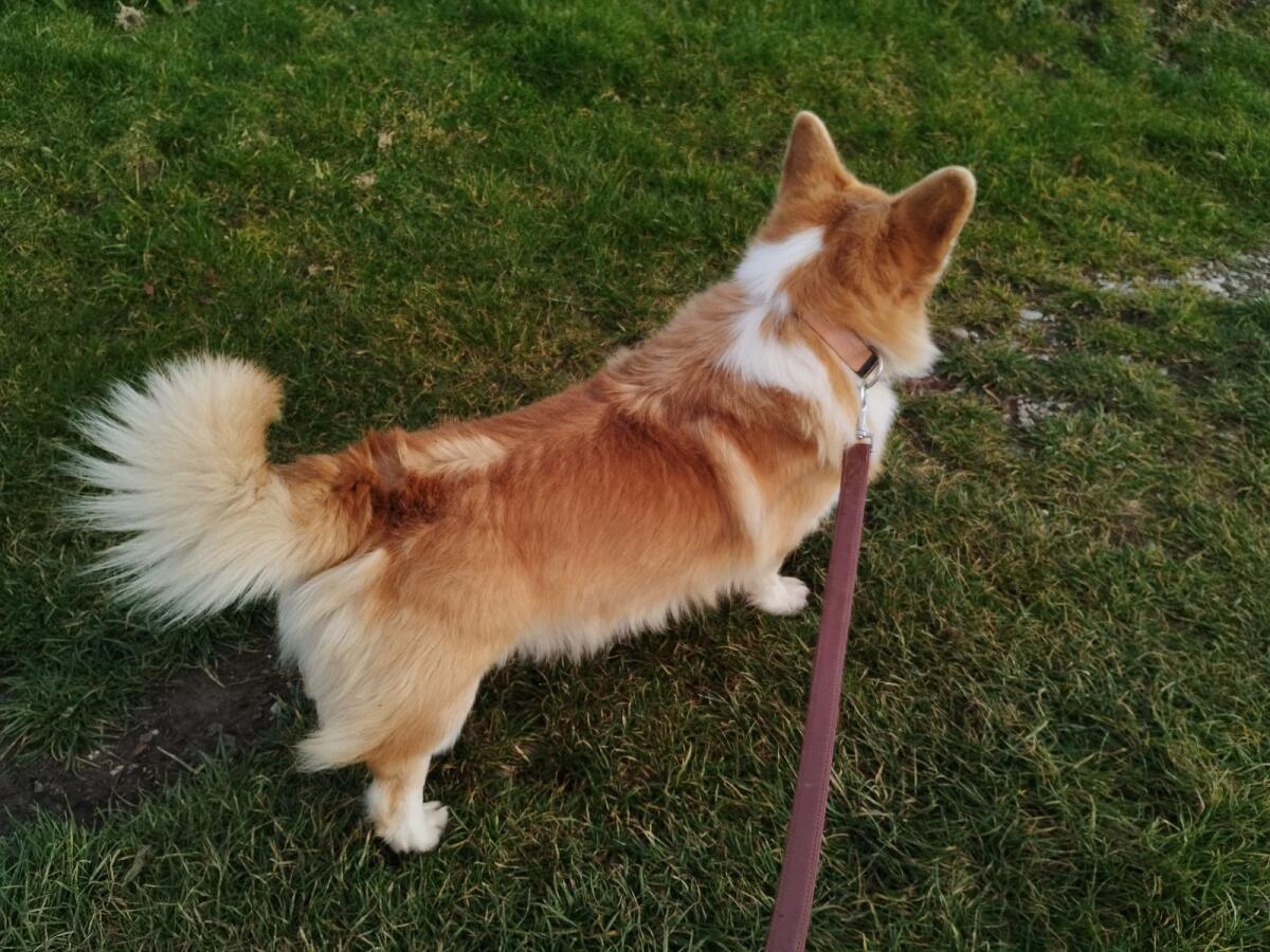 Welsh Corgi Pembroke Rüde 3