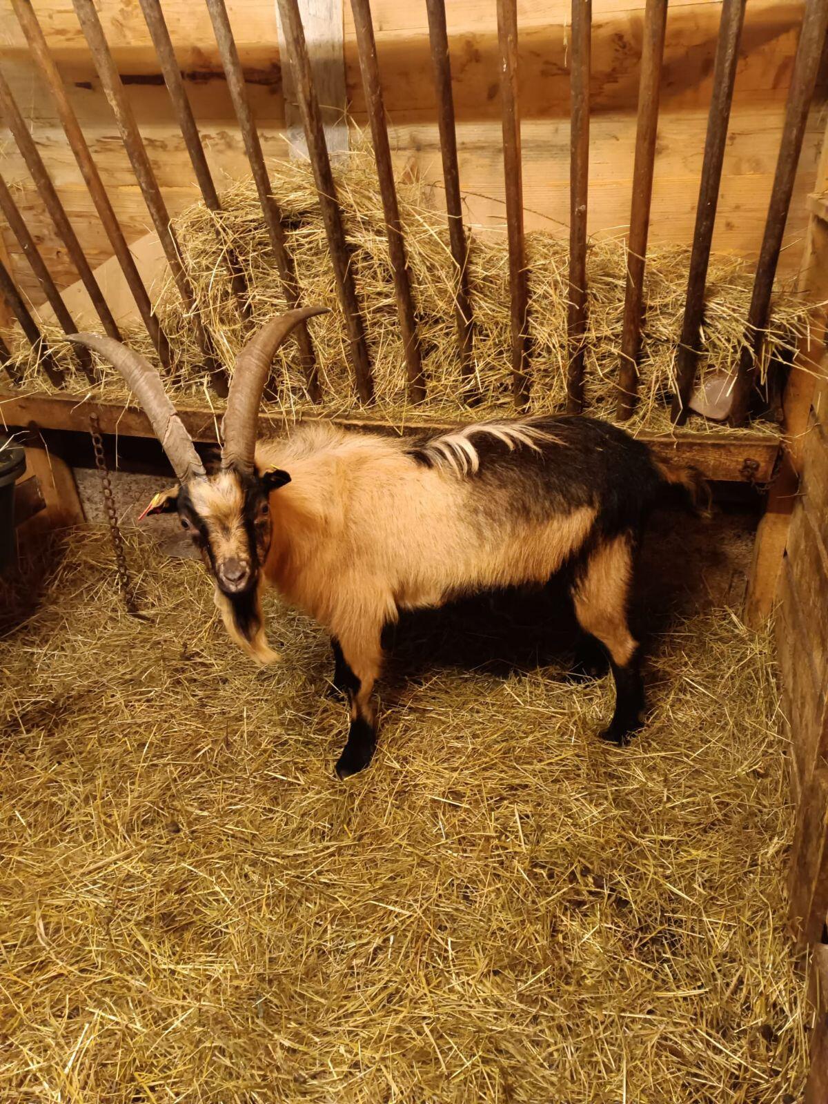 Verkaufe Passeirer Böcke 2