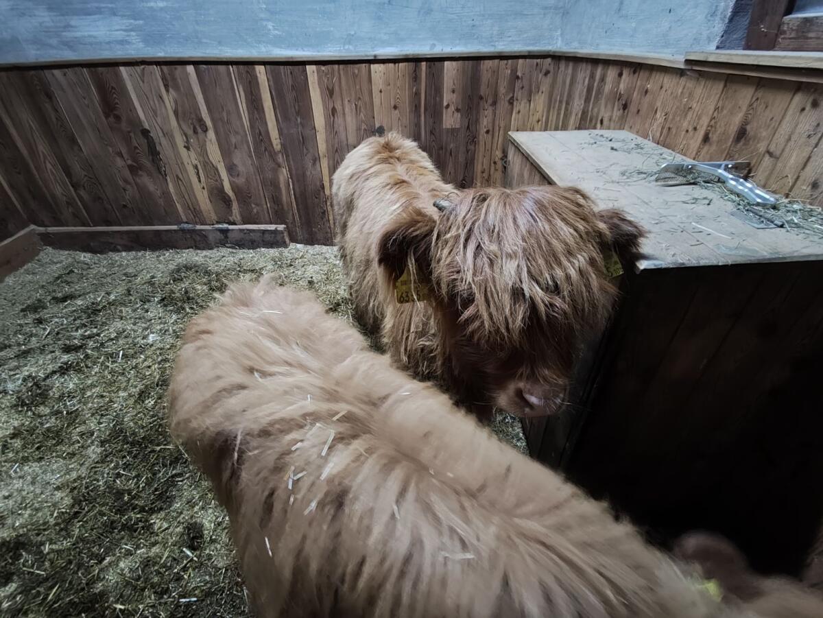 Mini Highland Kuhkalb / Mini Hochlandrind 3