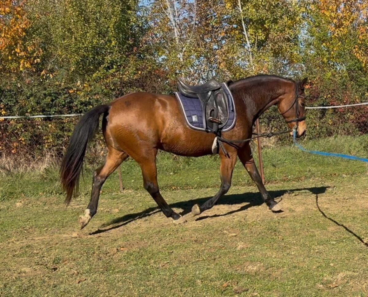 9-jähriges Warmblut Stute - Notverkauf 1