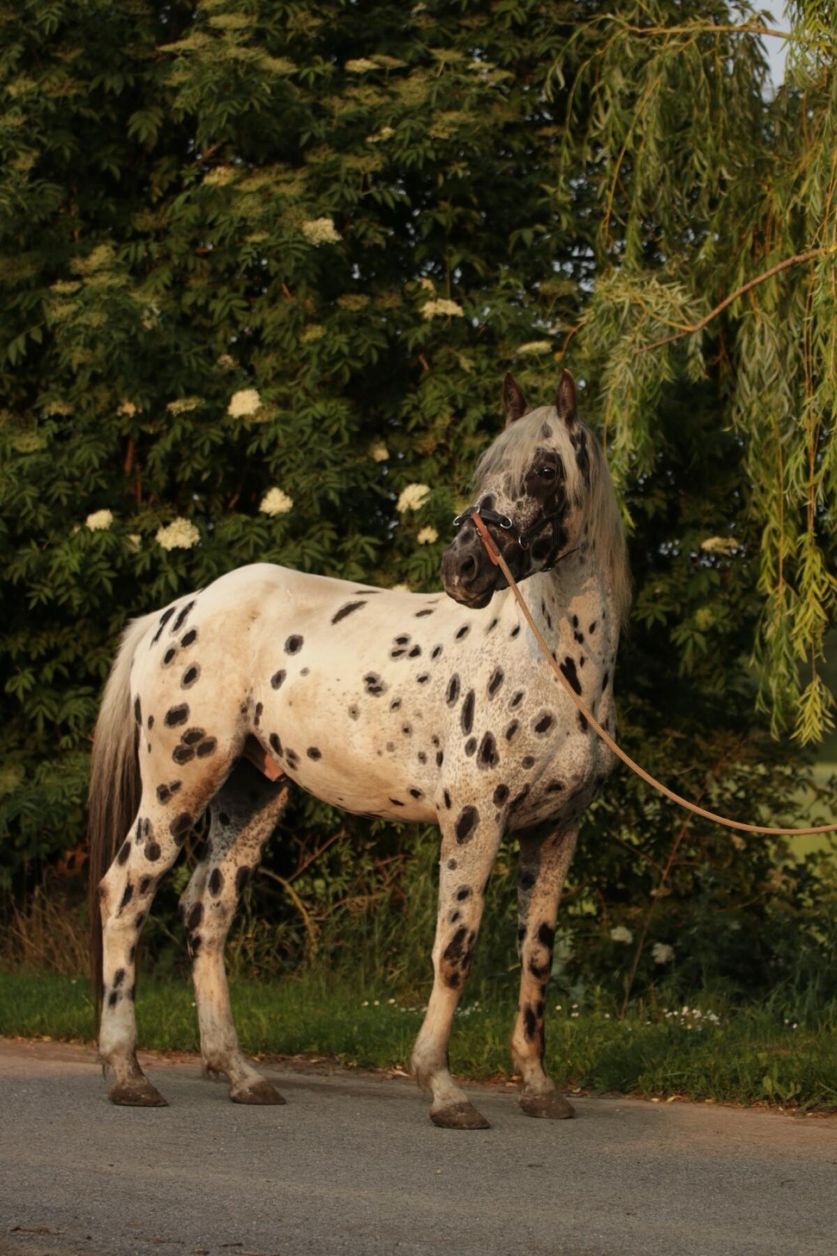 Appaloosa Wallach 3