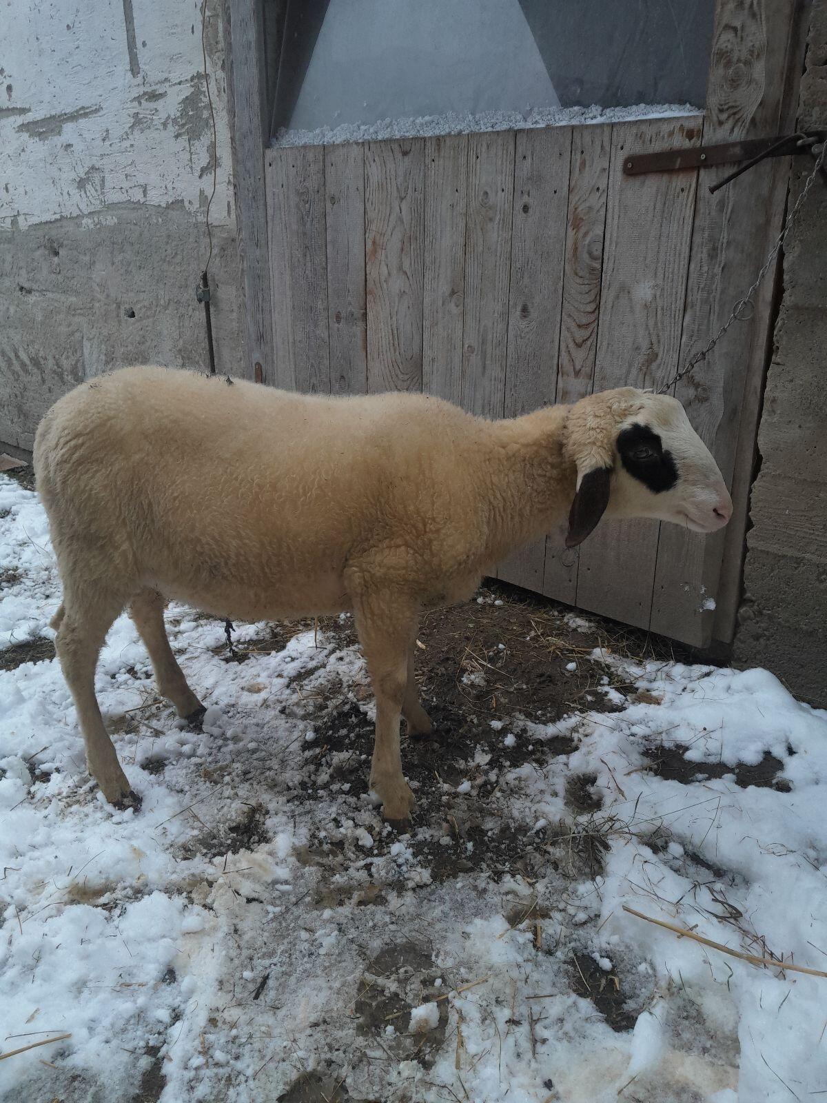 Kärntner Brillenschaf 3