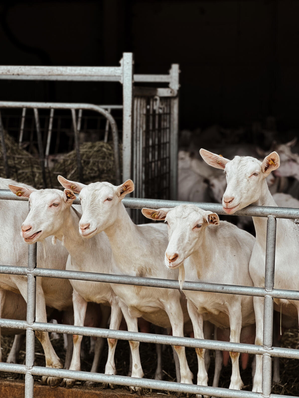 Mitarbeiter/in für unseren Ziegenbetrieb gesucht 1