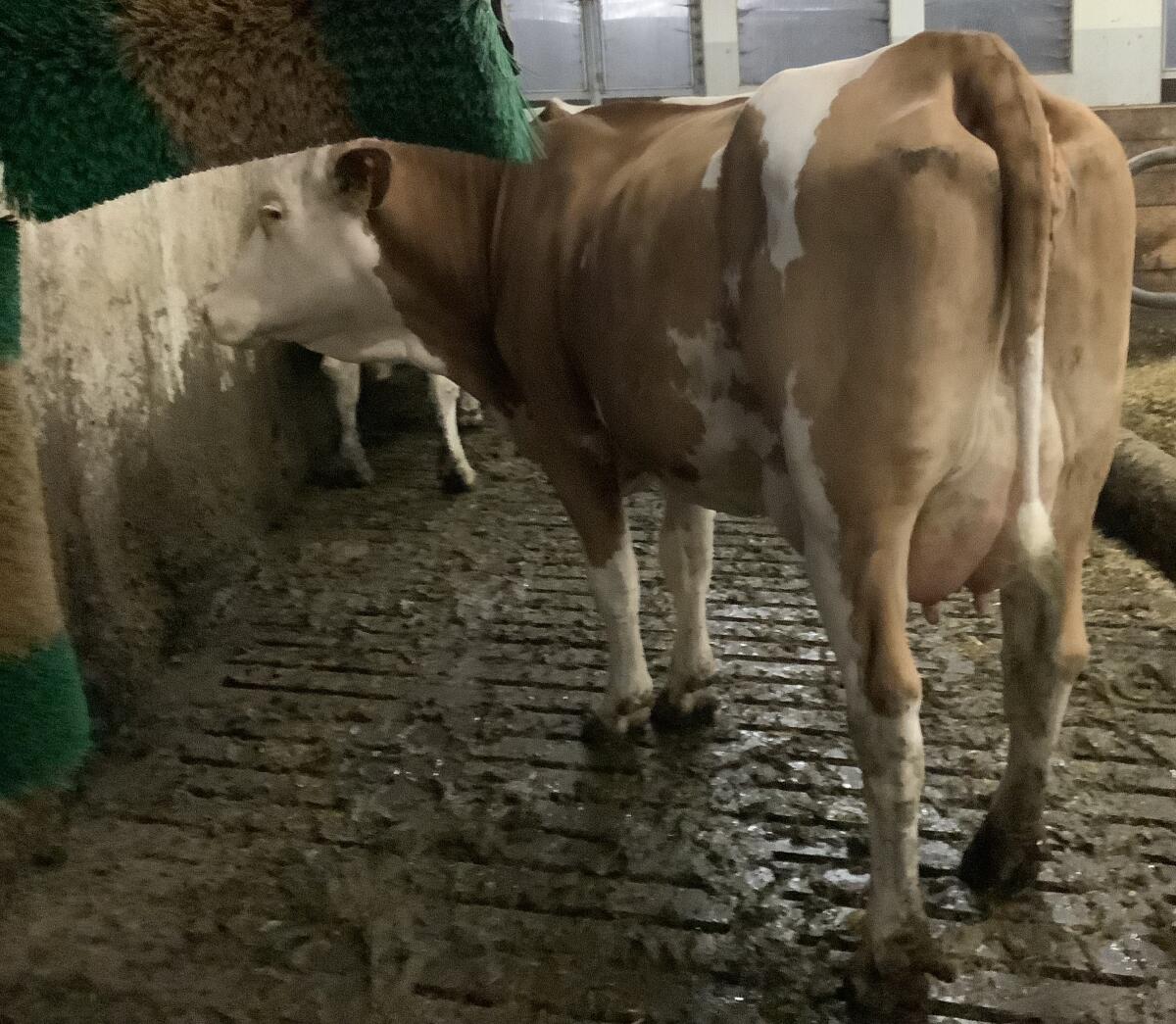 Fleckviehkühe zu verkaufen (trächtig und neumelke Milchkühe) 1