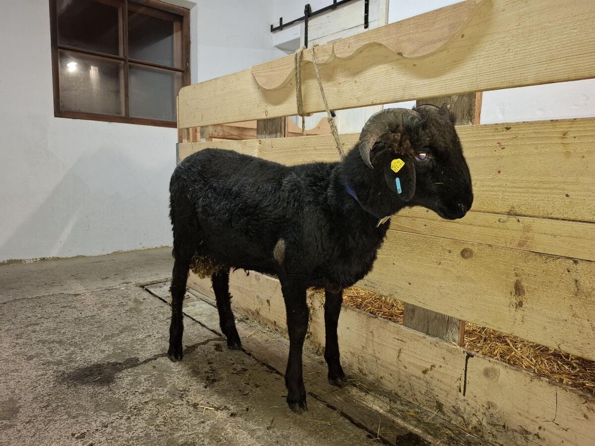 Tiroler Steinschaf Widder 2