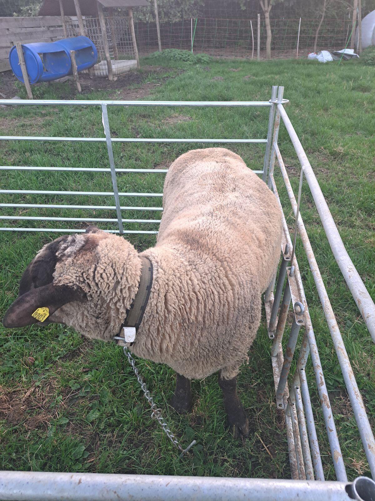 Schwarzkopf Zuchtbock 3