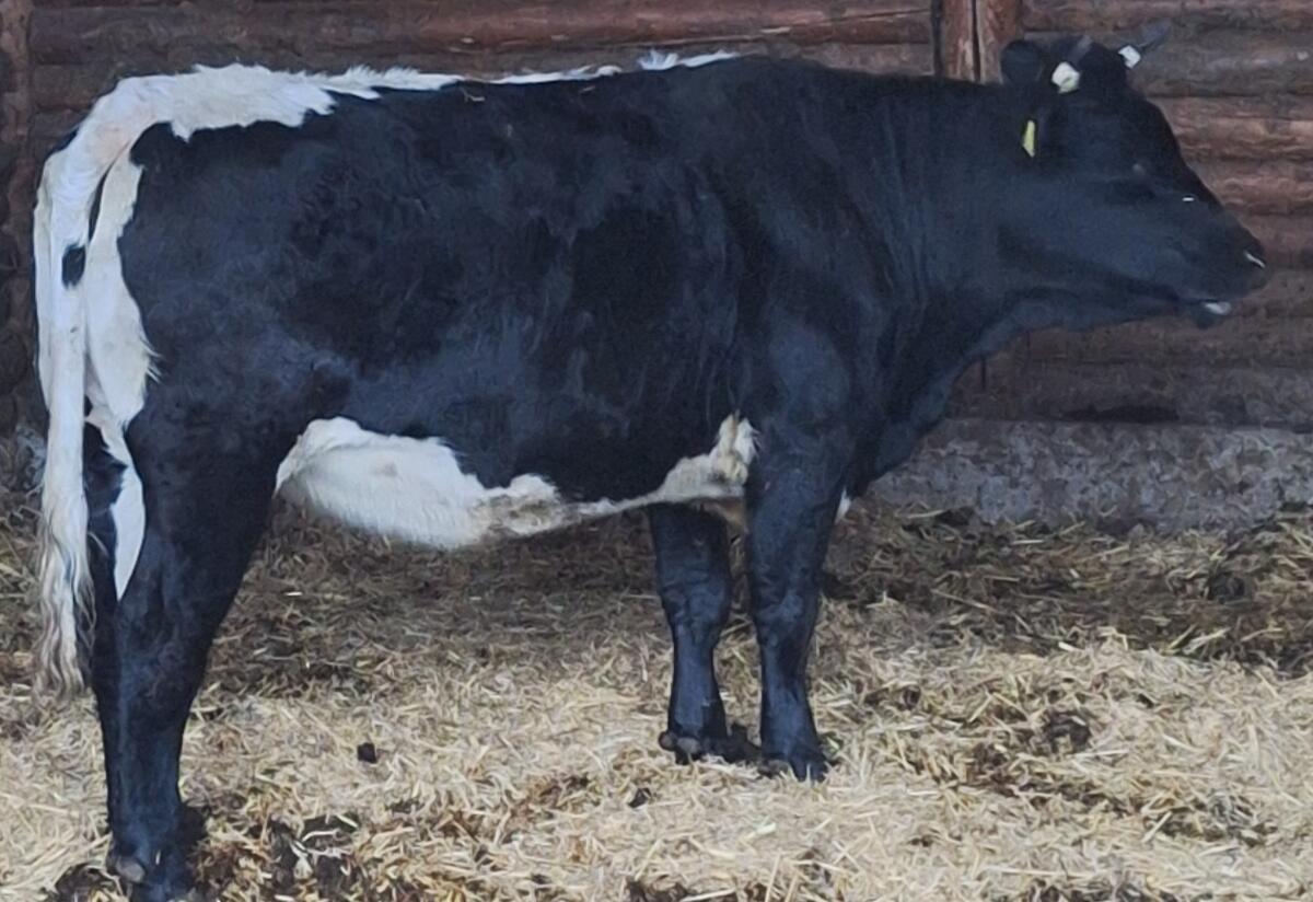 Verkaufe Kalbin Gonda 1