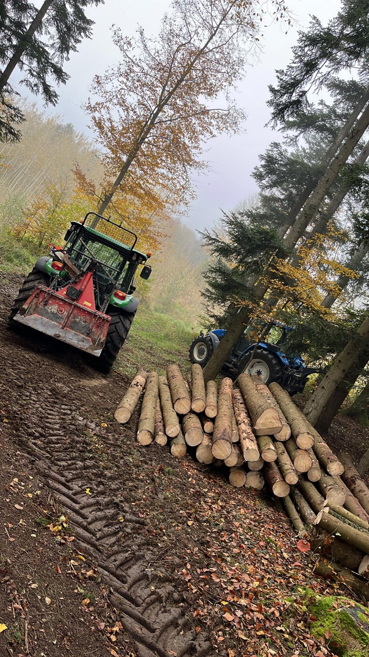 Brennholz Esche, Erle, Fichte 2