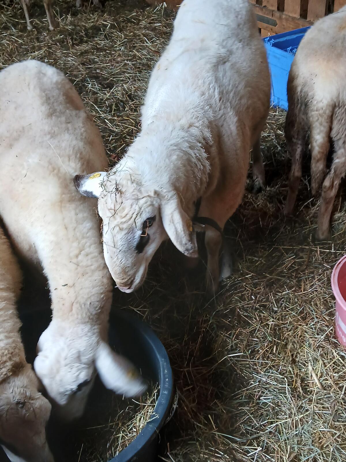 Brillenschaf Widder 3