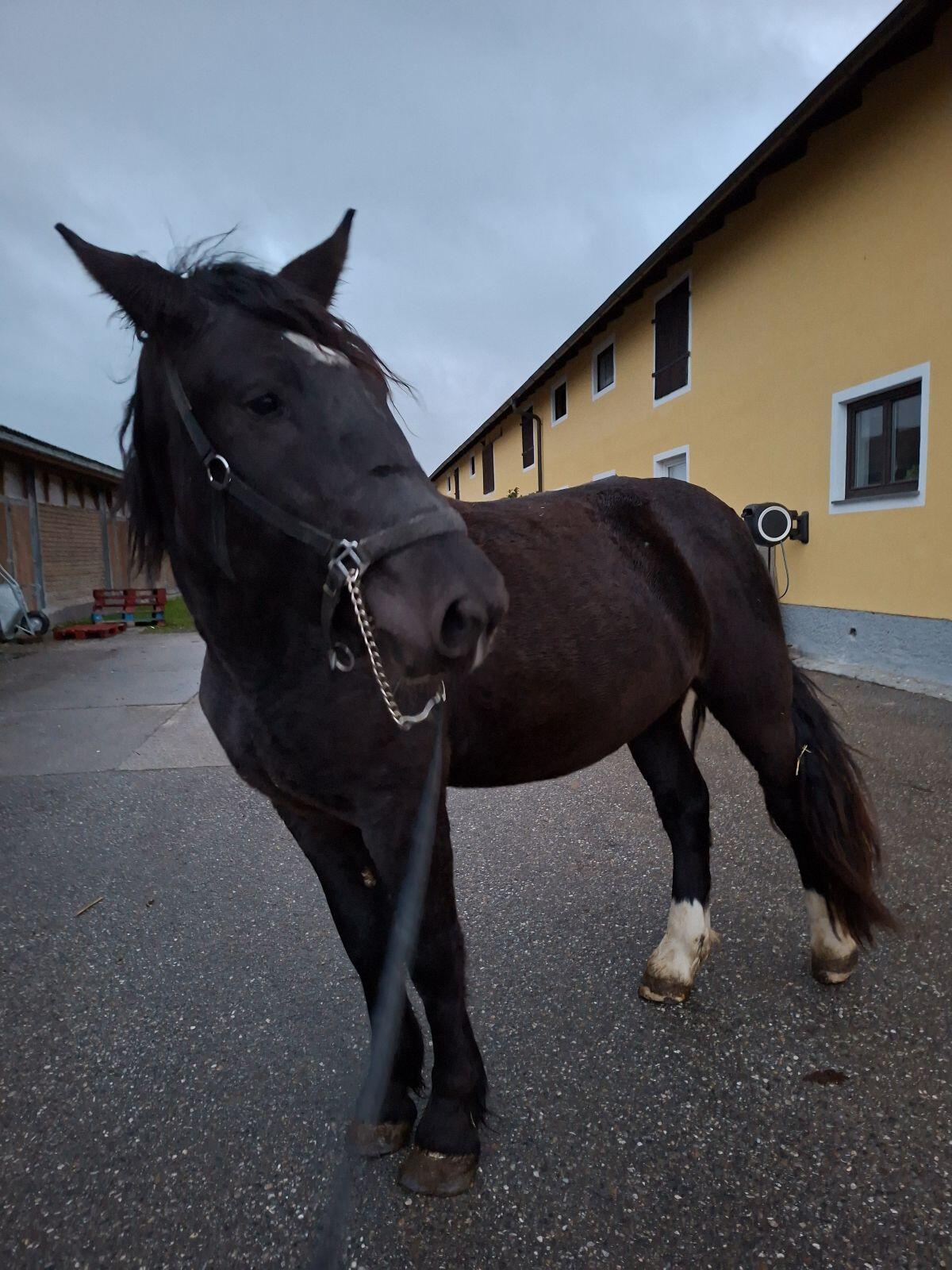 Noriker Wallach 2,5 Jahre 3