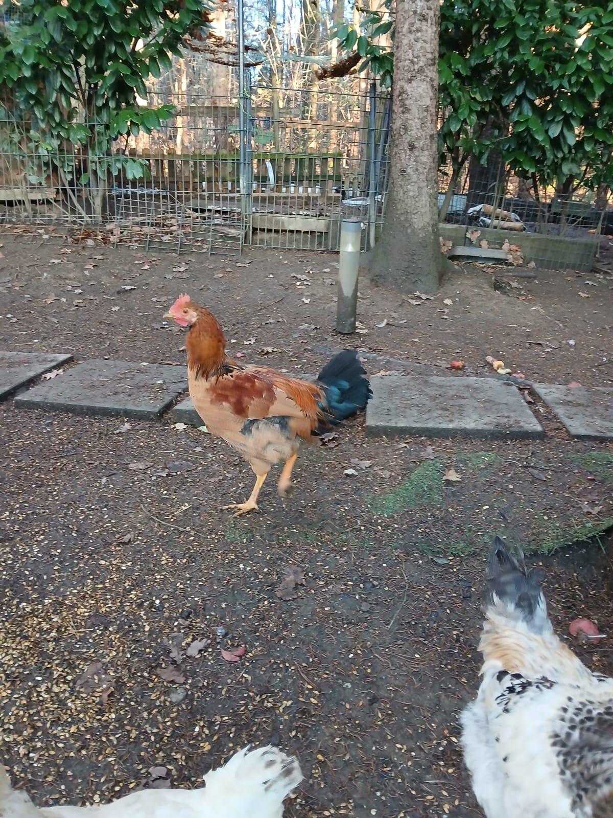 Vergebe zwei schöne Junghähne 2