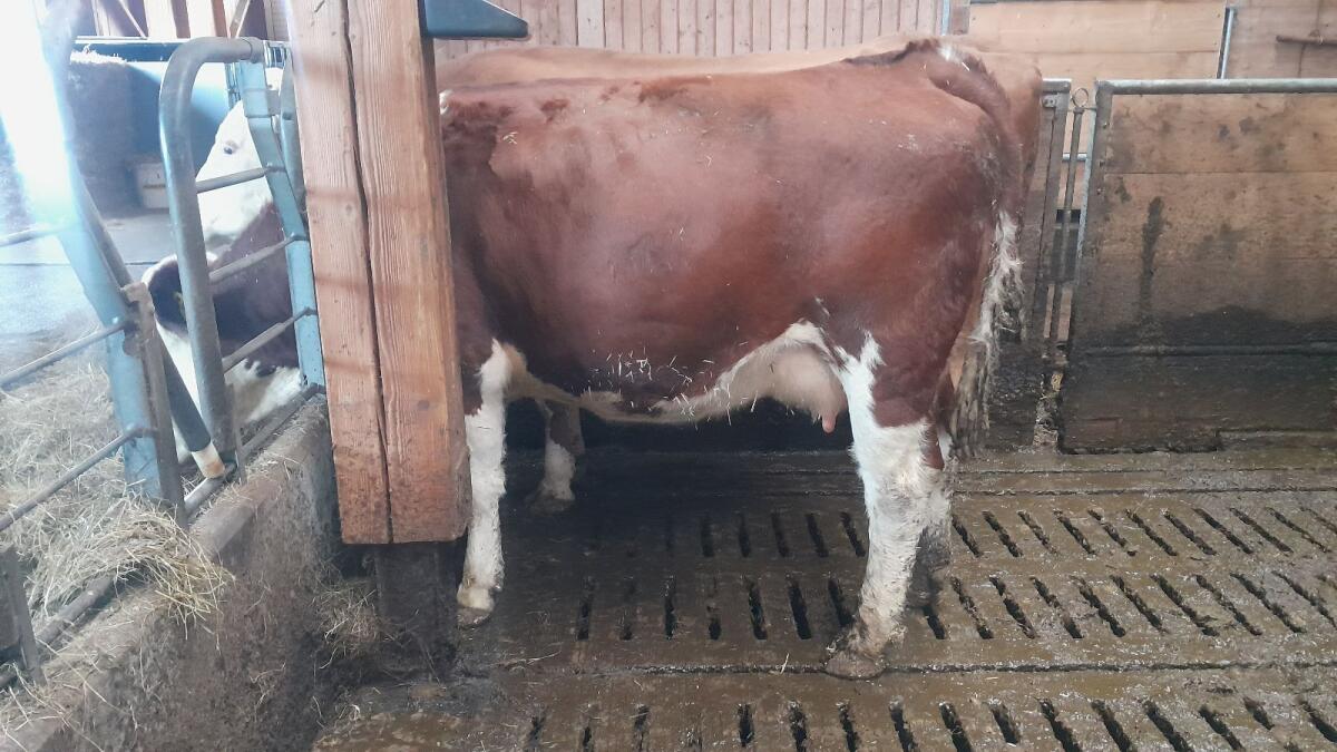 BIO Mutterkühe mit Stierkalb 1