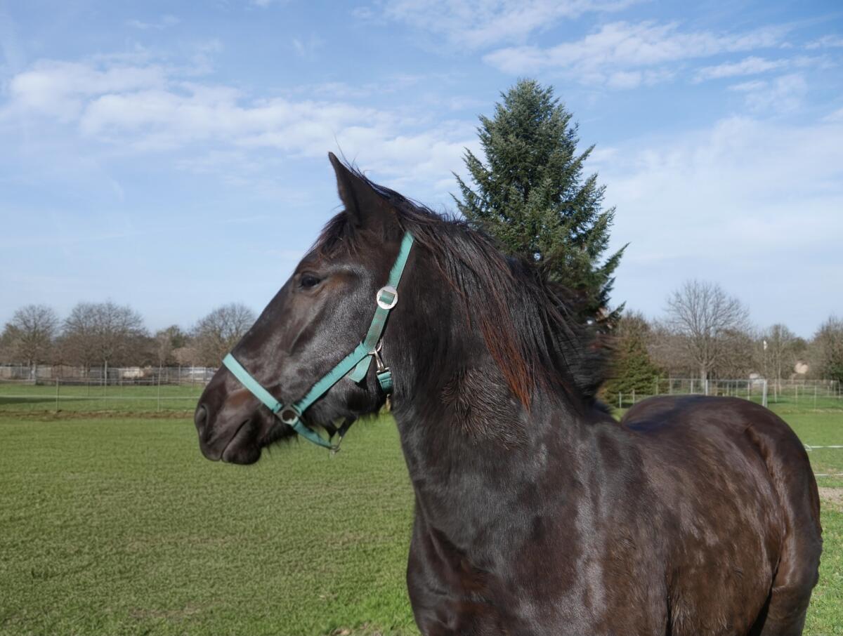 Typvoller Noriker-Stutjährling zu verkaufen 2