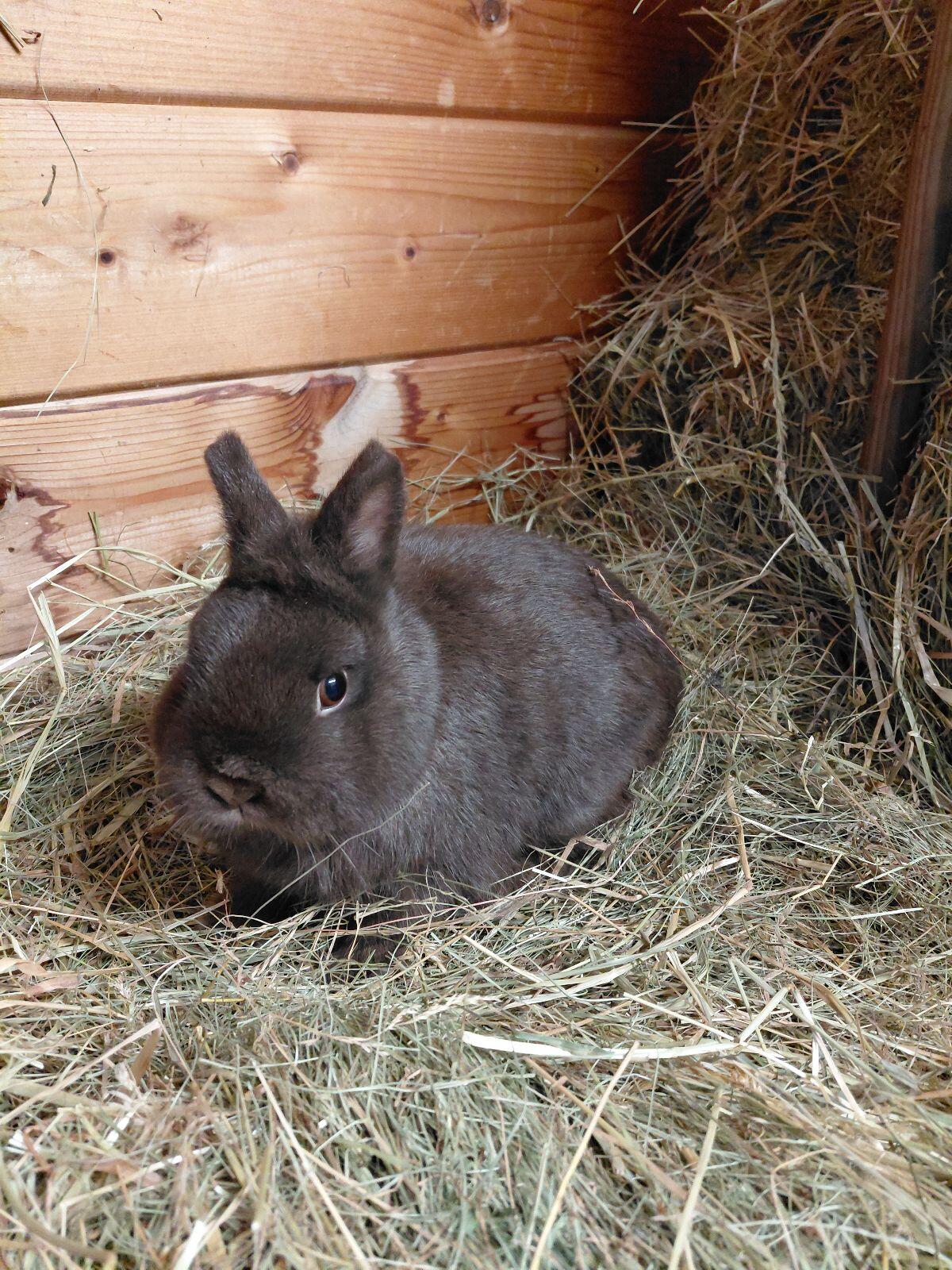 Farbenzwerg Havanna, Kaninchen, Zwerghase 1