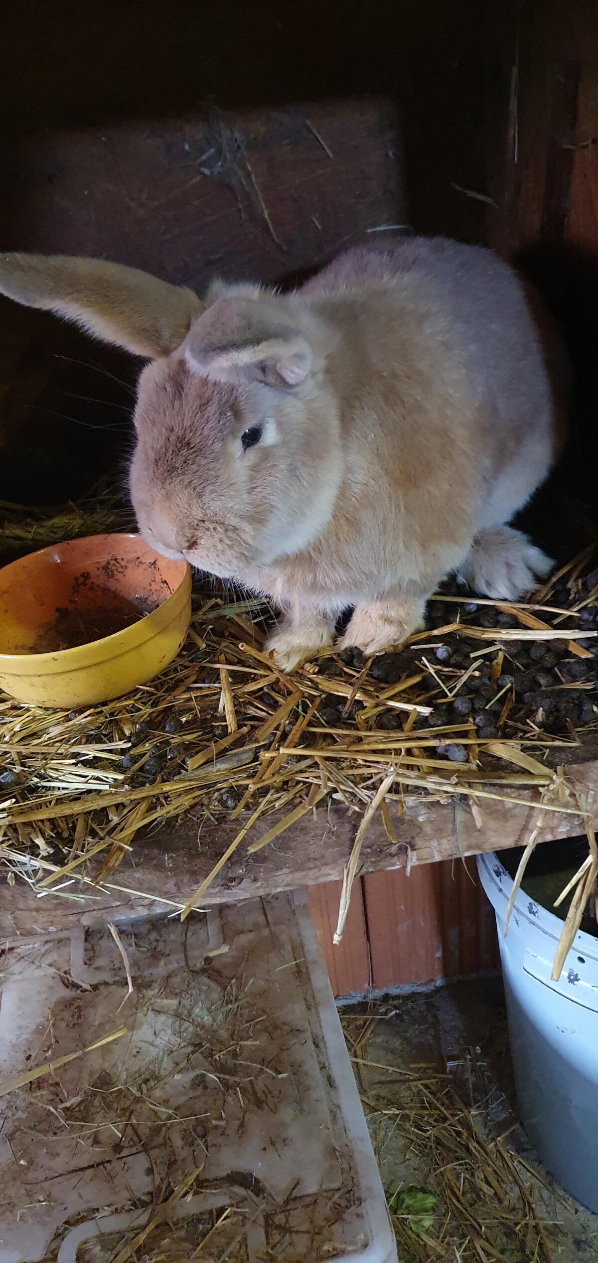 Zwerghasen und Fleischhase 1