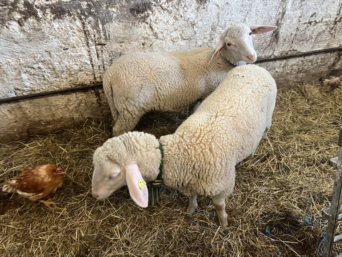 Merino Jungwidder BIO 1