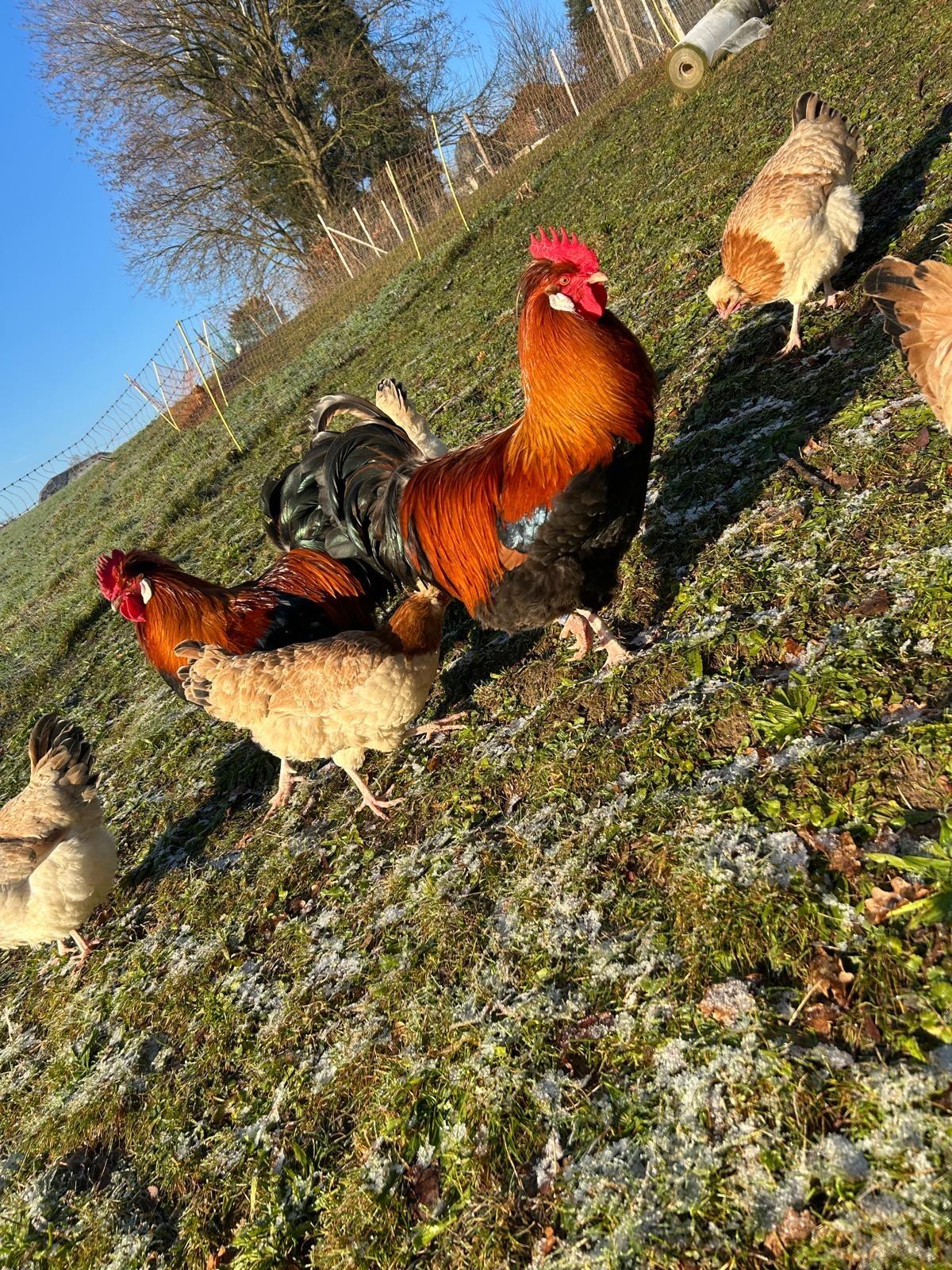 Sulmtaler Bruteier und Jungtiere 1