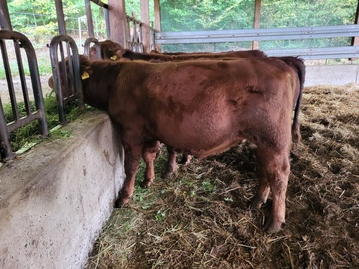 Deutsch Angus Bio Absetzer männlich 3