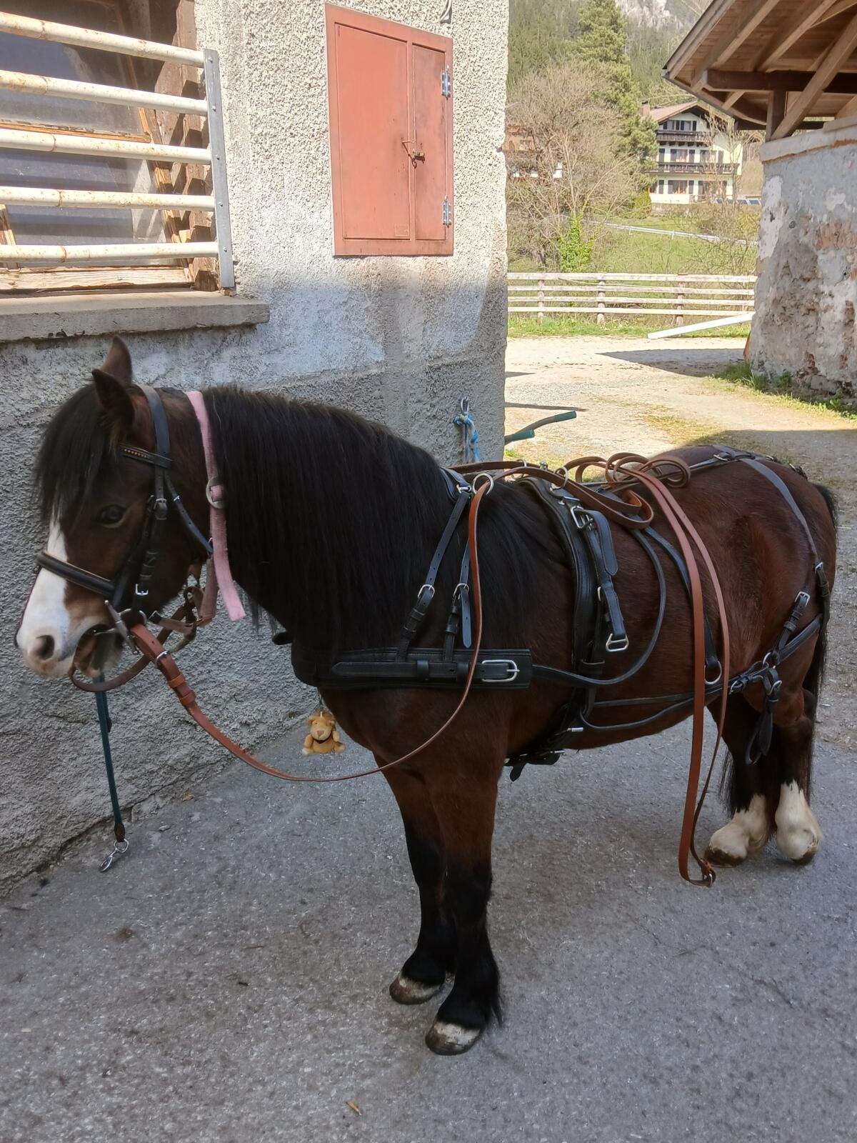 Leichter Pferdeschlitten für Shetty gesucht 1