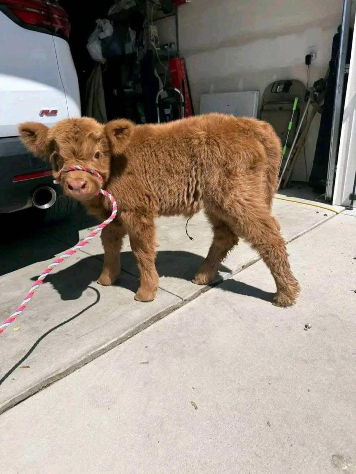 Mini-Hochlandrinder für Zuhause 3