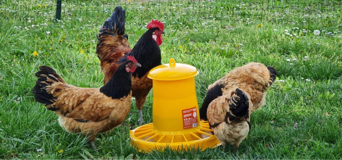 Vorwerk Jungtiere und Bruteier 1