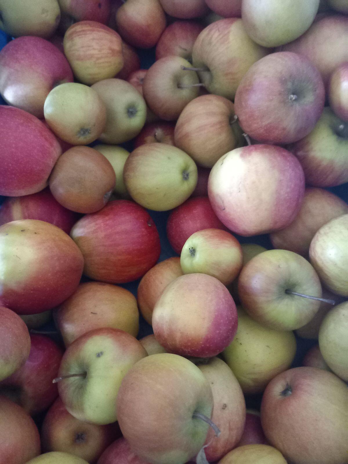 Bio Äpfel Rubinette 1