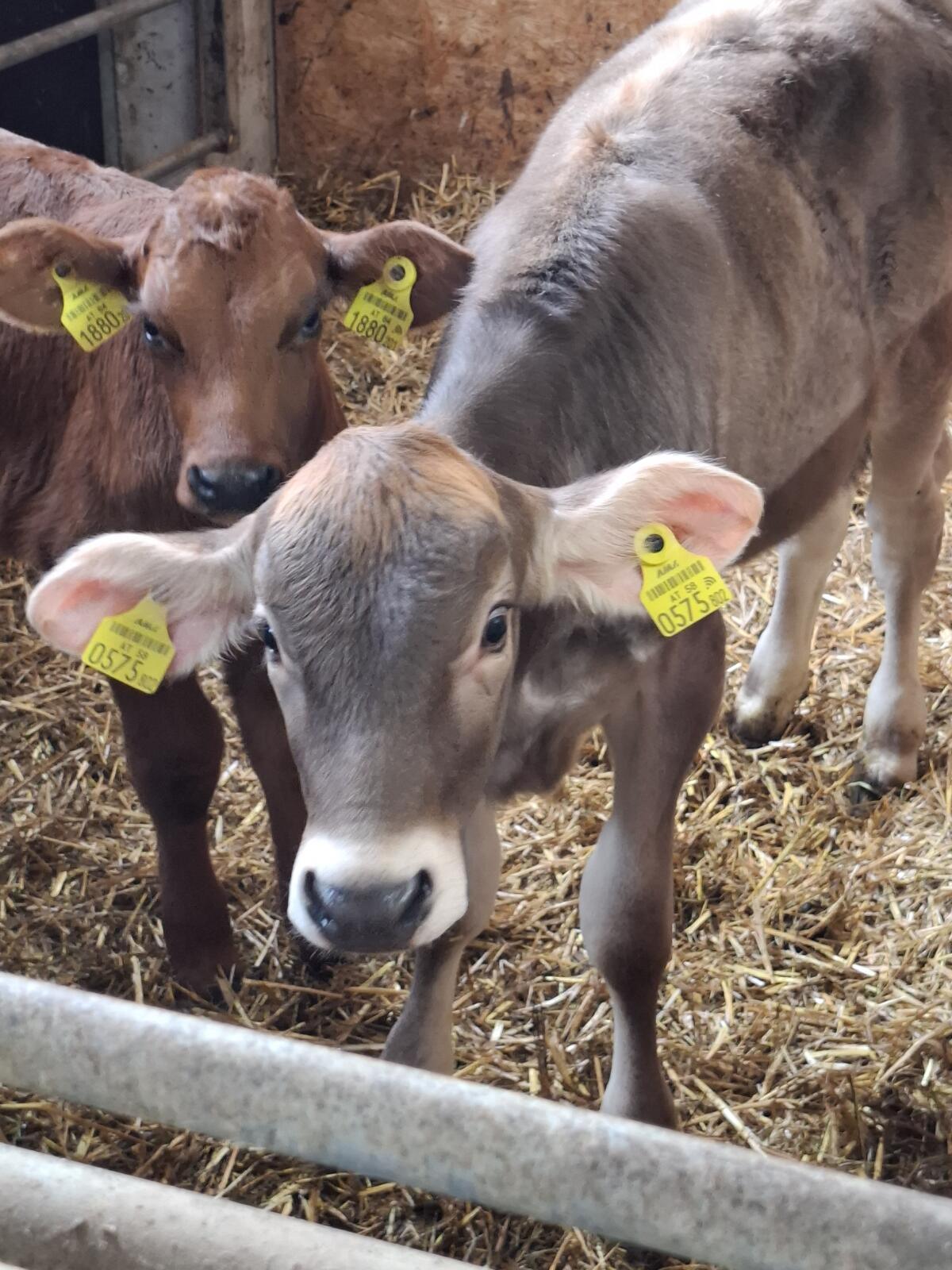 Fleckvieh- und Braunviehkuhkälber 1