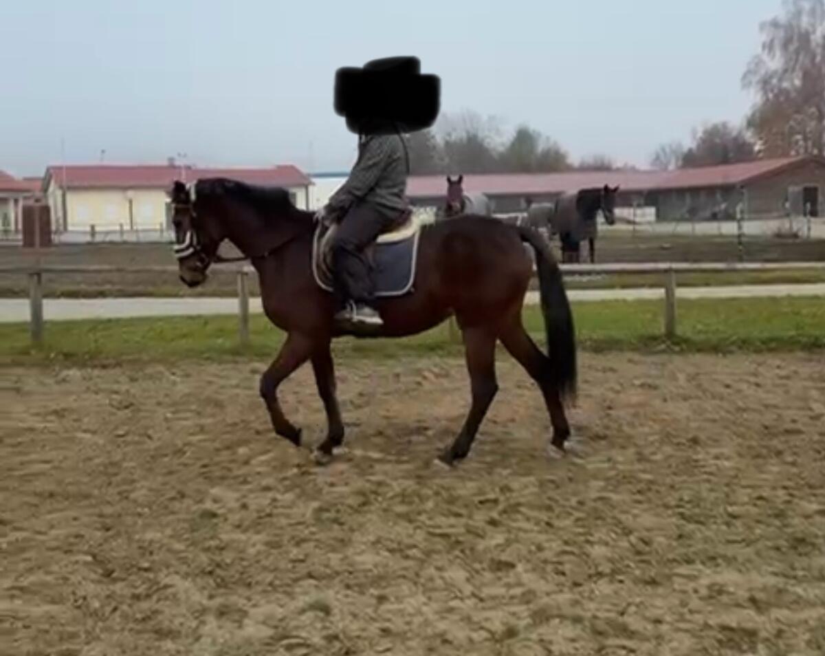 Freizeitpferd Stute 2