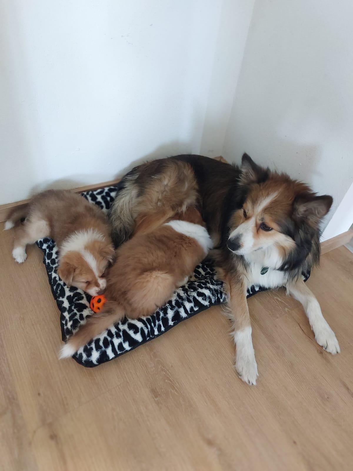 Border Collie Show Line Welpen 2