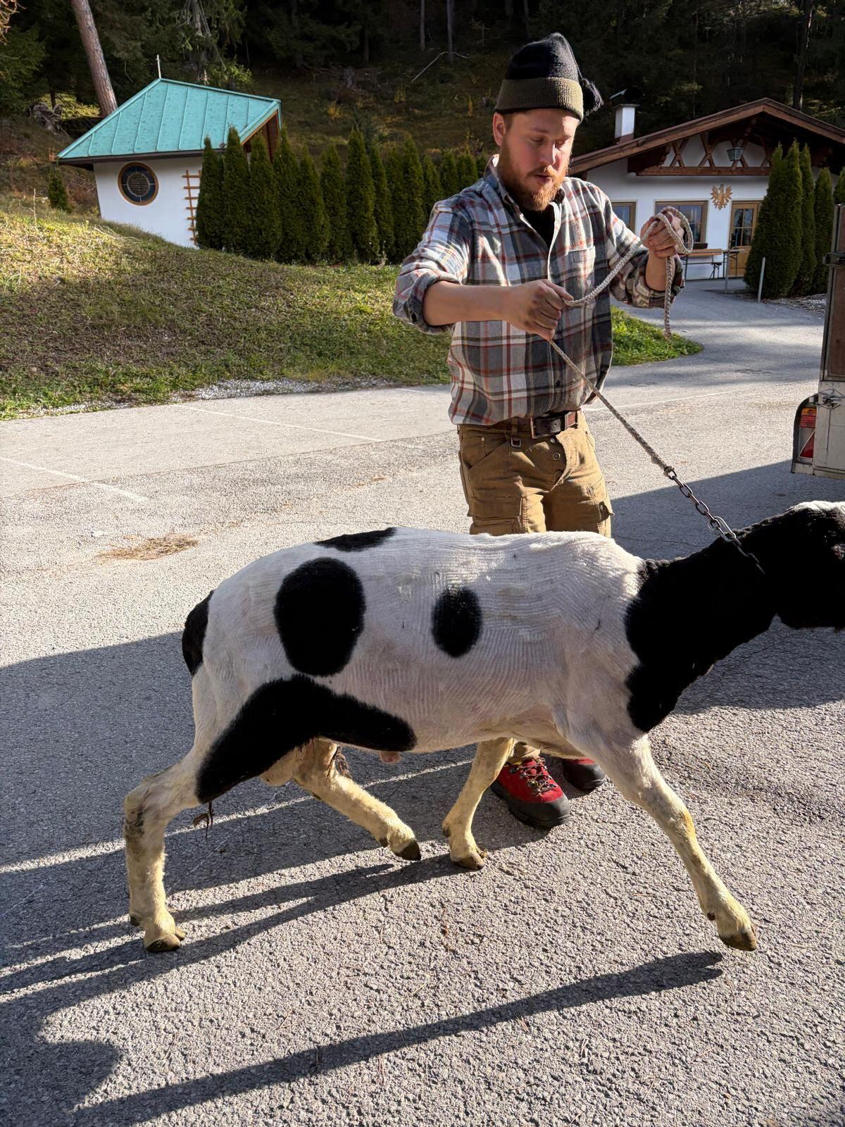 Bergschafwidder ohne Hb 2