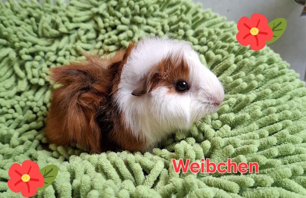 Süße Meerschweinchen (Rosetten, Lunkarya und Glatthaar) 2