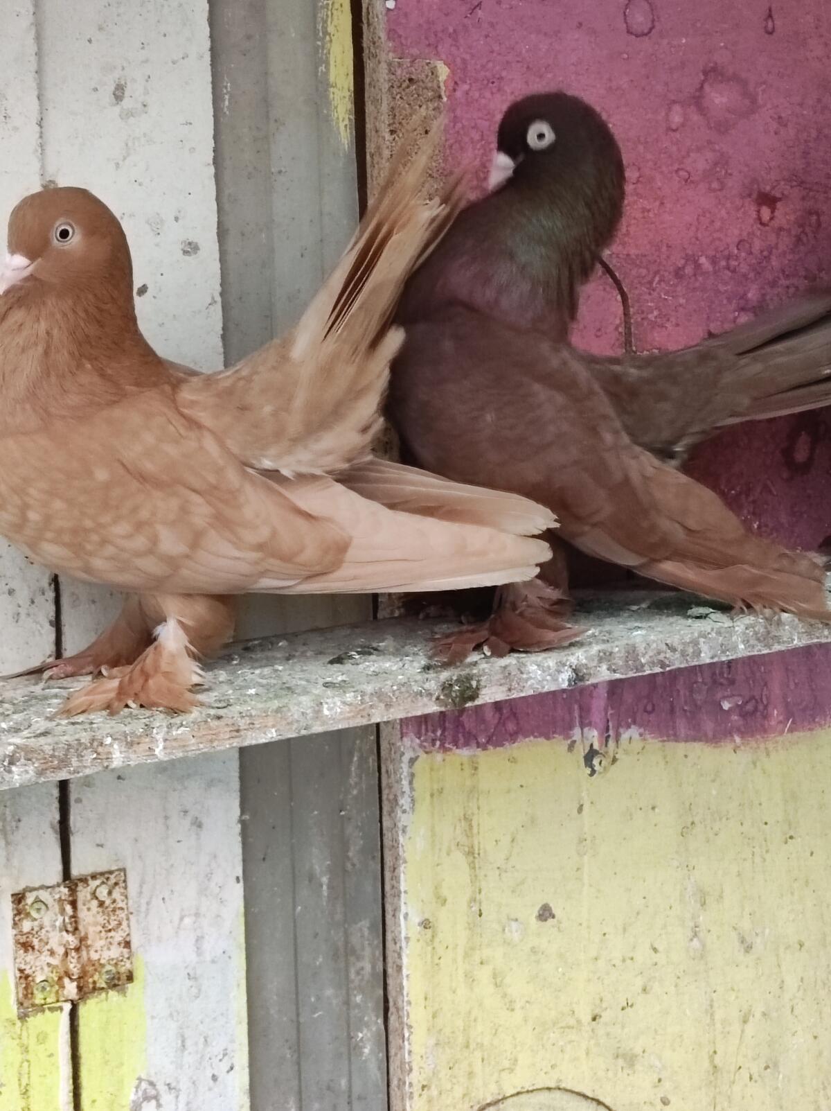 Regensburger Tümmler 1