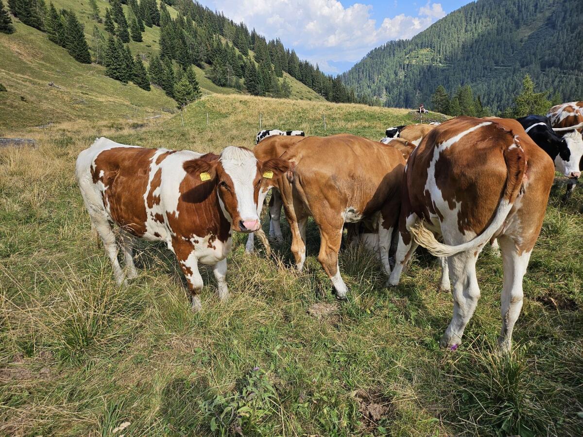 Fleckvieh Jungkalbinnen 1