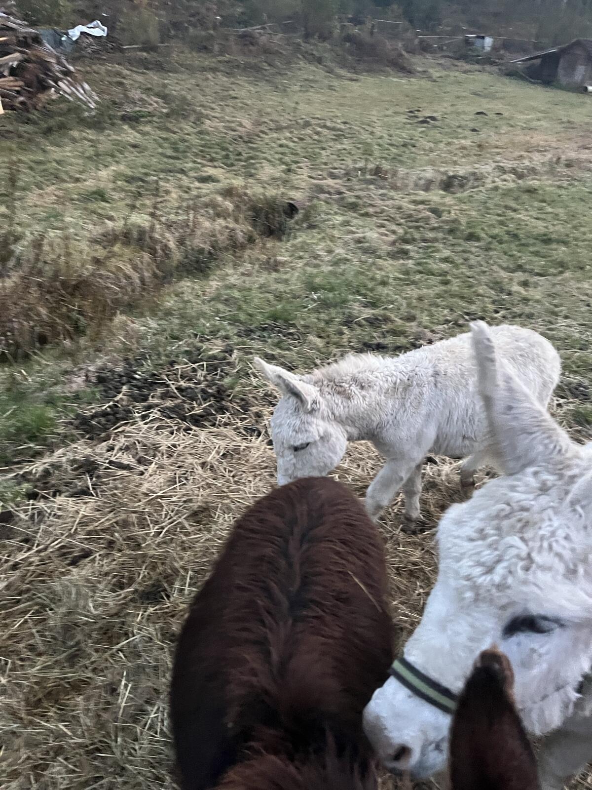 Verkaufe zwei Eselhengste 1