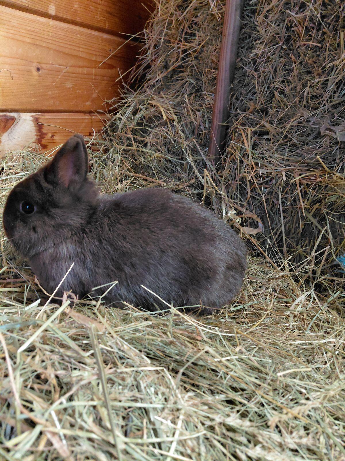 Farbenzwerg Havanna, Kaninchen, Zwerghase 3