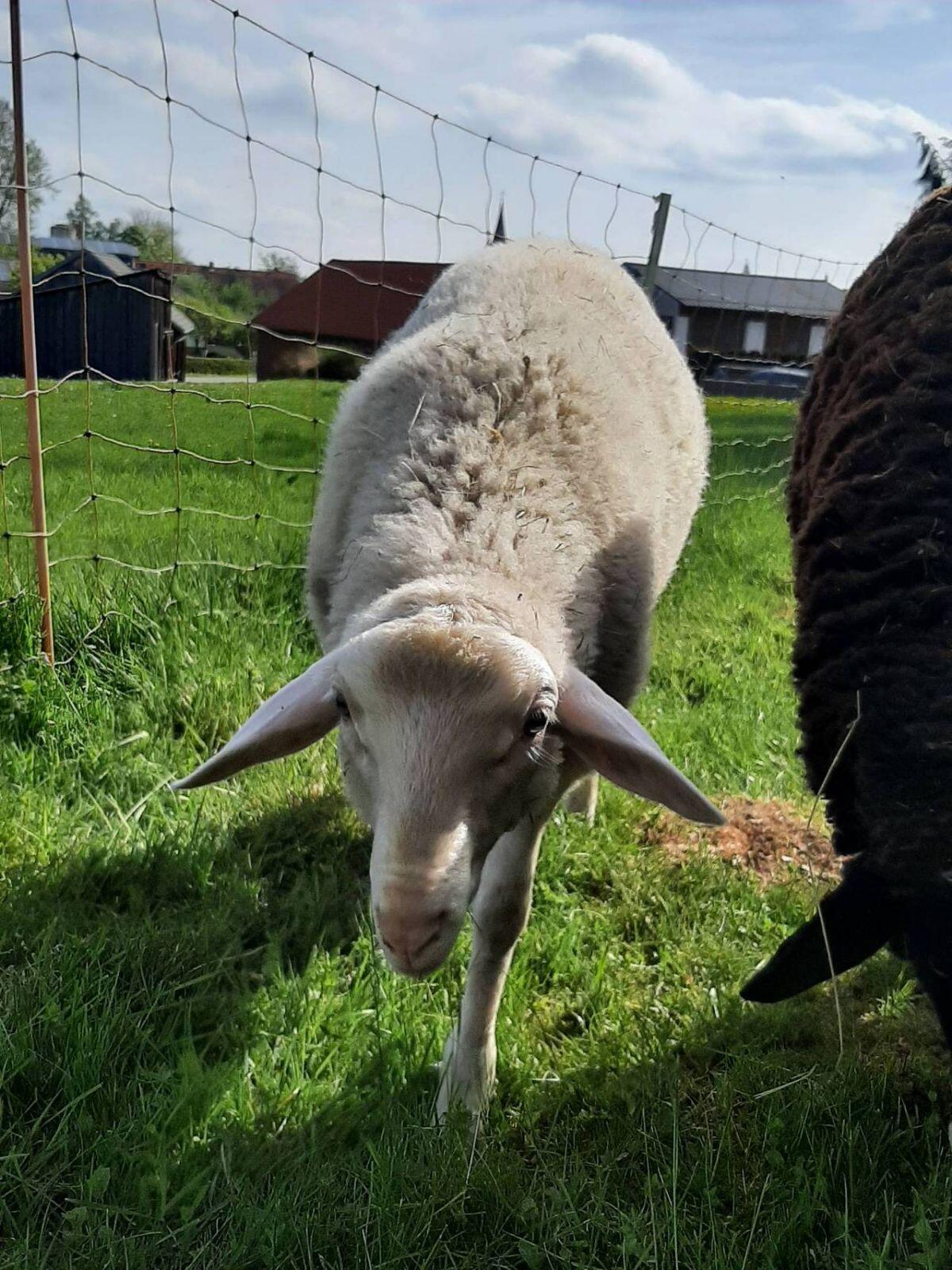 Jungschafe weiblich 1