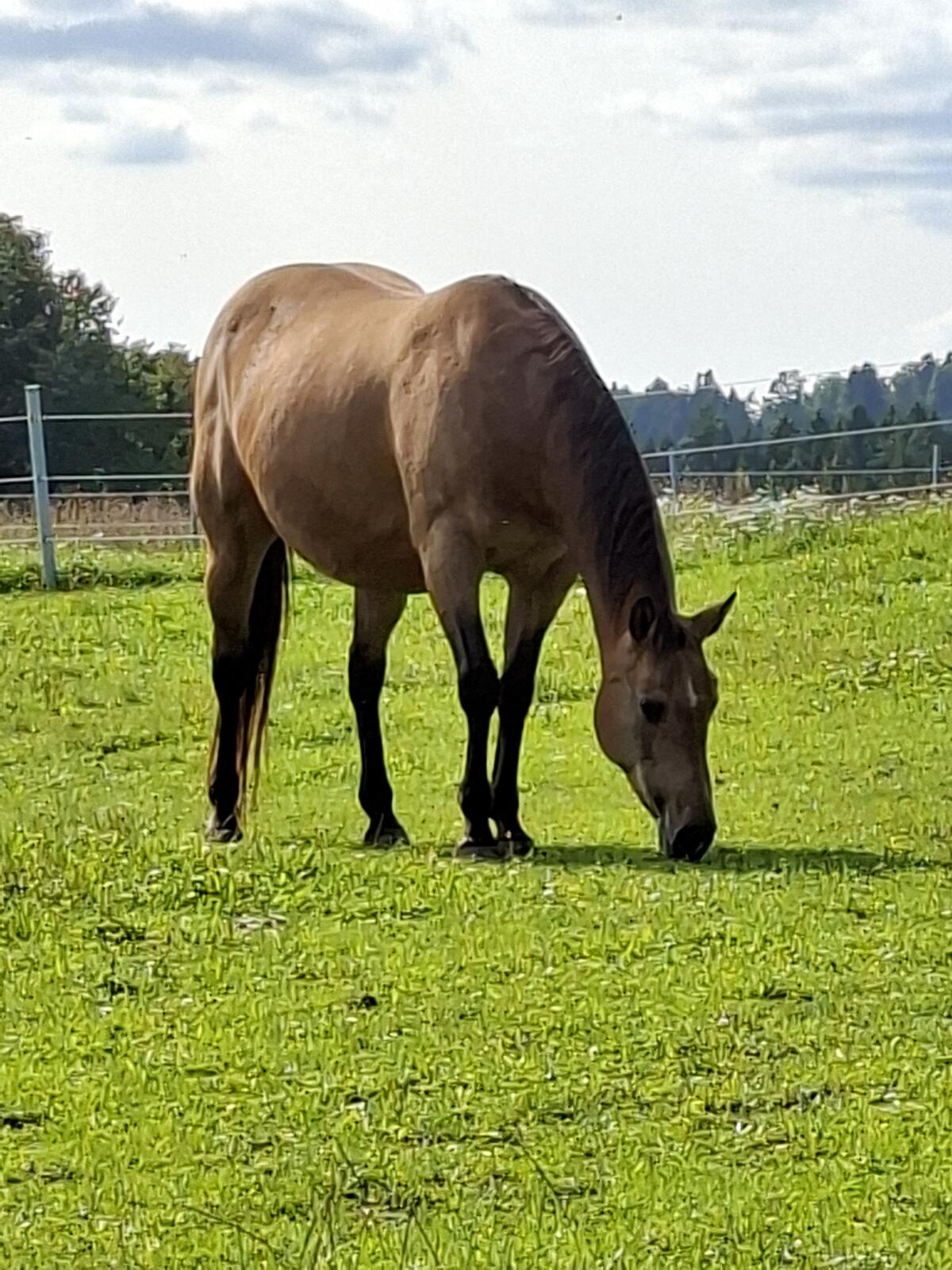 Westernpferde suchen neues Zuhause 3