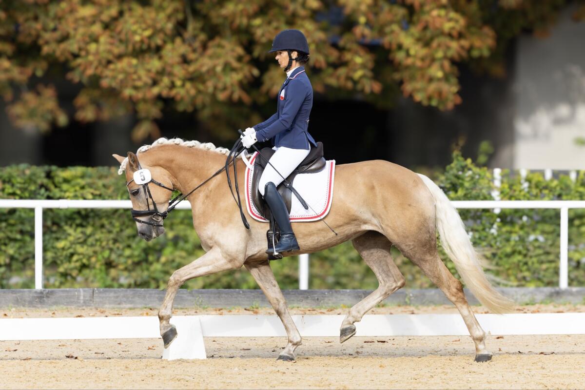 Haflingerstute Serles „die Allrounderin“ 1