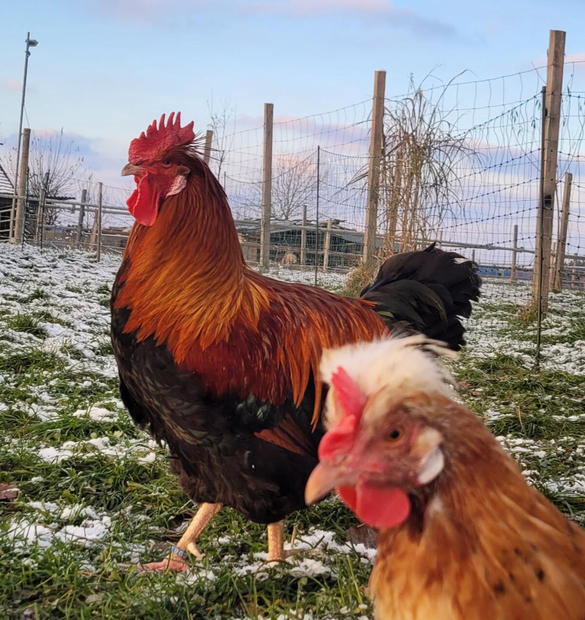 Reinrassiger Sulmtalerhahn, Übergabe ggf. auch in Linz möglich 1