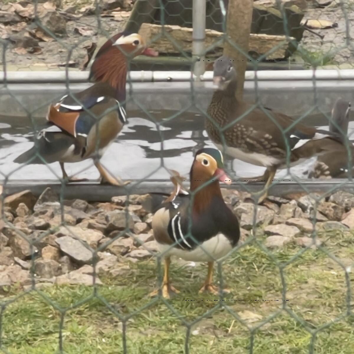 Mandarinentenpärchen (Geschwister) 2