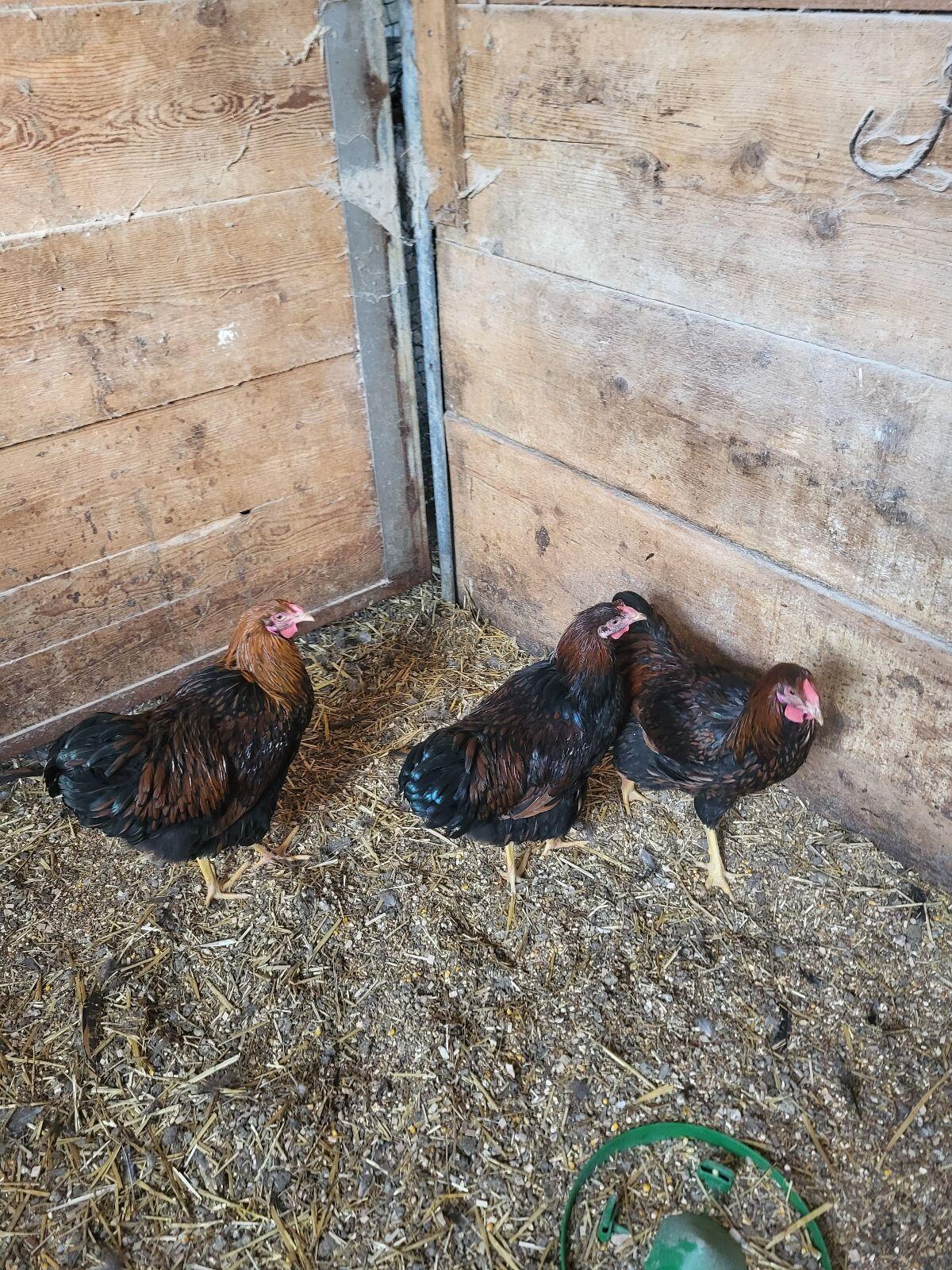 Wyandotten Hähne und Brahma Hähne zu verkaufen 2