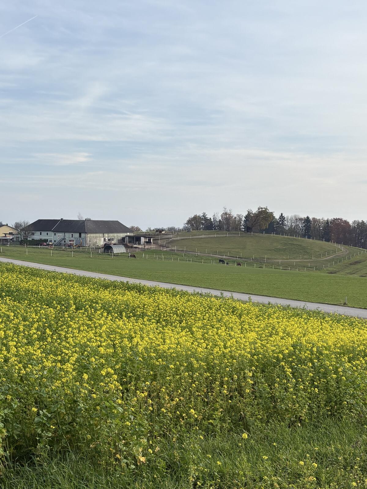 Einstellplatz für Pferde und Pony 1