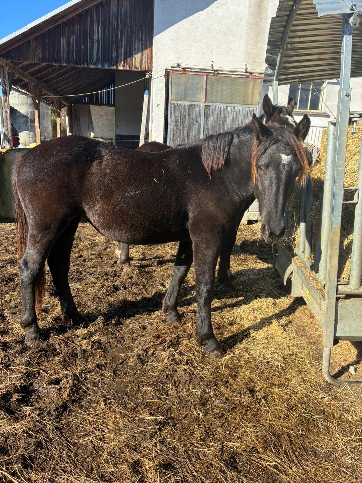 Verkaufe zwei Noriker-Jährlinge 2