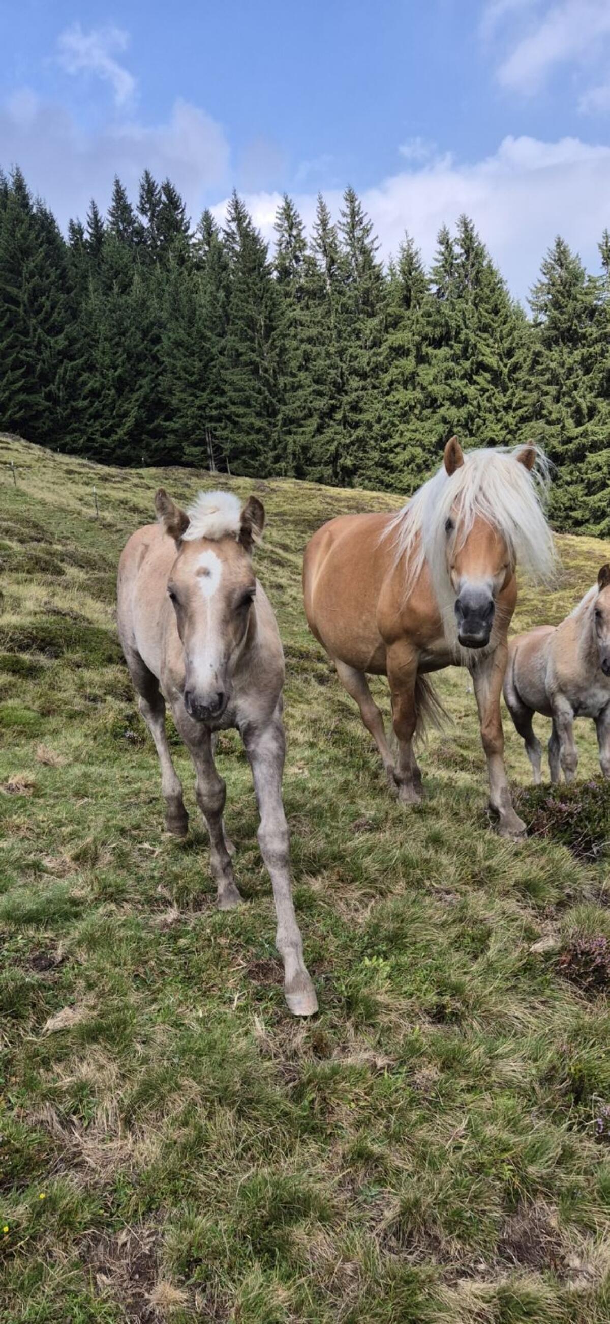 Top Haflinger Stutfohlen 2