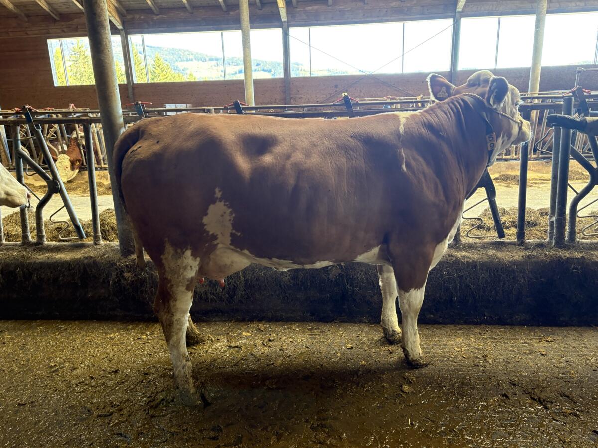 Jungkuh, 33 kg Milch 2