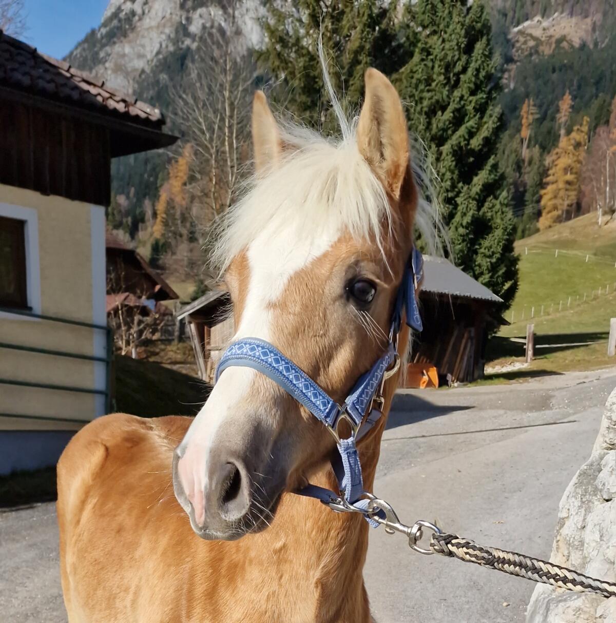 Hengstfohlen Stevio-W 1