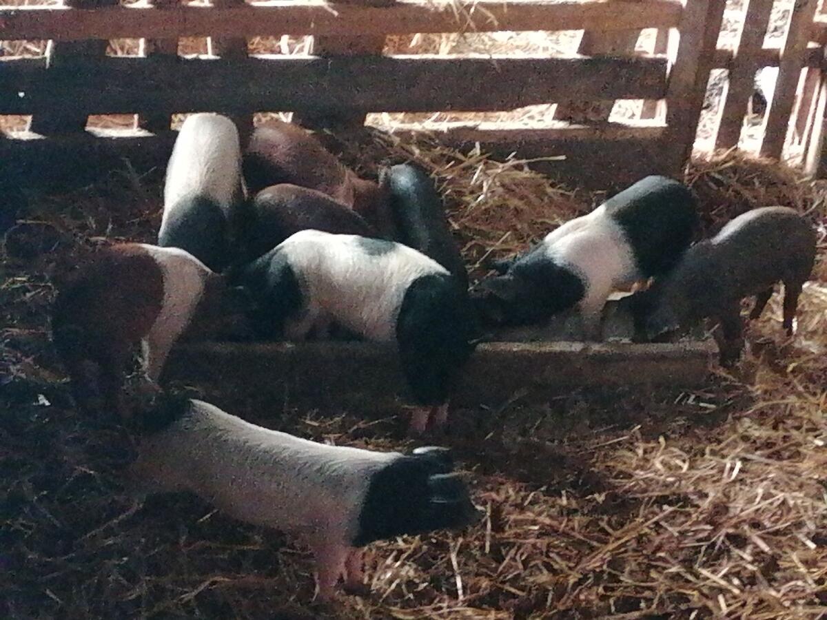 Bio Ferkel 1