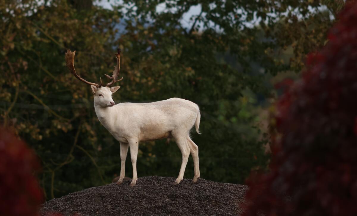 Damhirsch - Zuchthirsch 1